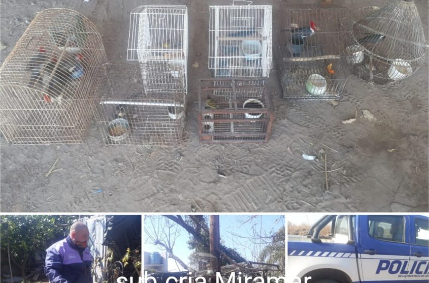  MIRAMAR: SECUESTRO DE AVES AUTÓCTONAS