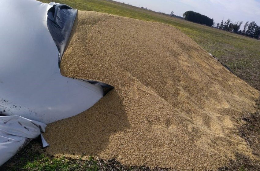  Robaron soja de silo bolsa