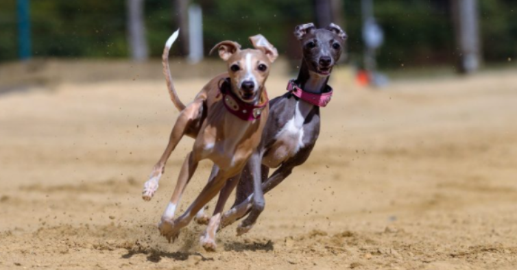  Carreras ilegales en El Tío, un detenido
