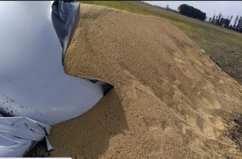  Robaron soja de silobolsa