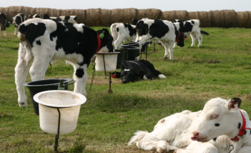  Recuperaron terneros robados