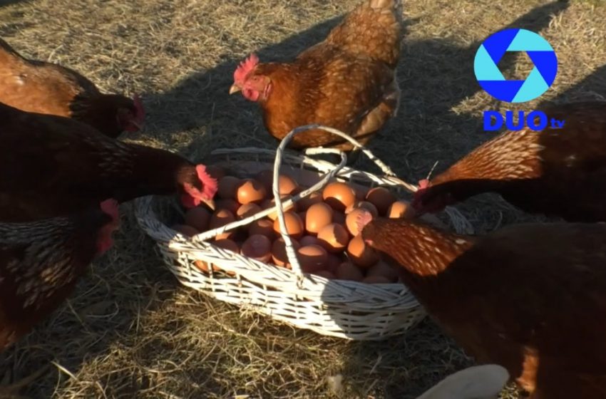  De visita por la granja: presentamos huevos Kyrimiel